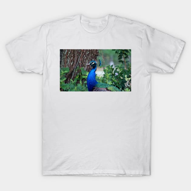 Peacock Profile T-Shirt by Cynthia48